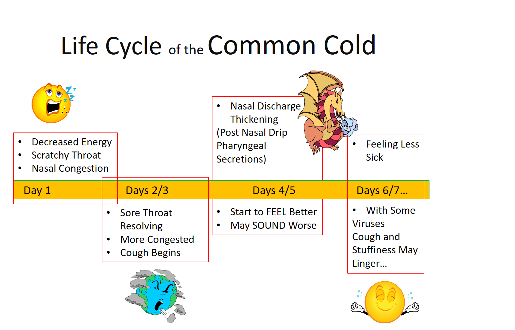 Life Cycle of the Common Cold